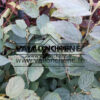 Feuillage du FOTHERGILLA x intermedia ‚Blue Shadow‘ en début d’automne