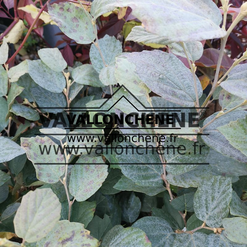 Feuillage du FOTHERGILLA x intermedia ‚Blue Shadow‘ en début d’automne