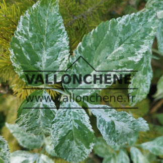 Feuillage panaché de blanc et vert de SAMBUCUS nigra 'Pulverulenta'