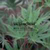 ACER palmatum ‚Nicholsonii‘ en Juin