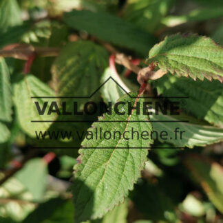 VIBURNUM plicatum f. tomentosum 'Pink Beauty'