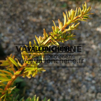 Feuillage du TAXUS baccata 'Summergold' à l'automne