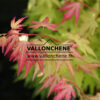 ACER palmatum ‘Orange Dream’ en Mai