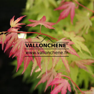 ACER palmatum 'Orange Dream' en Mai