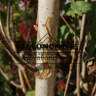 Ecorce de BETULA utilis ssp. jacquemontii 'Doorenbos'