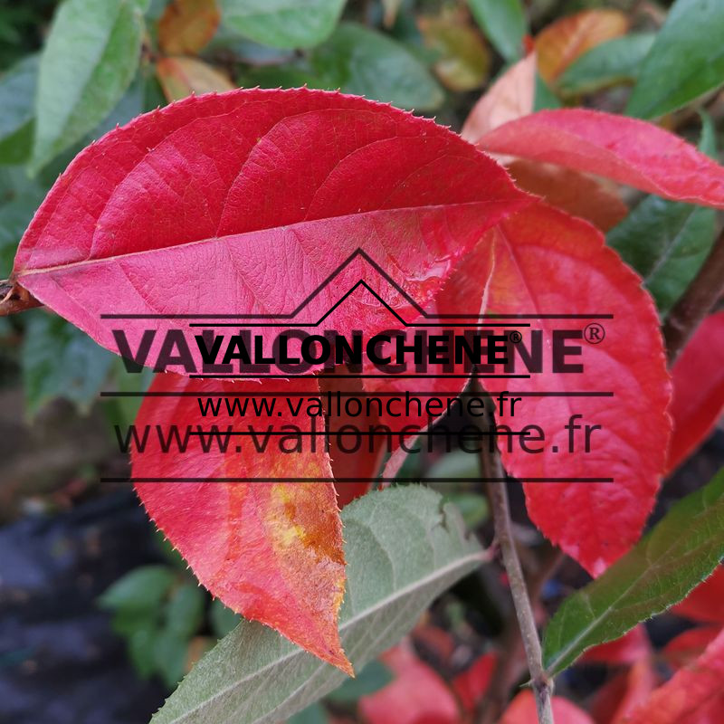 Feuillage avec coloration automnale du PHOTINIA beauverdiana var. notabilis