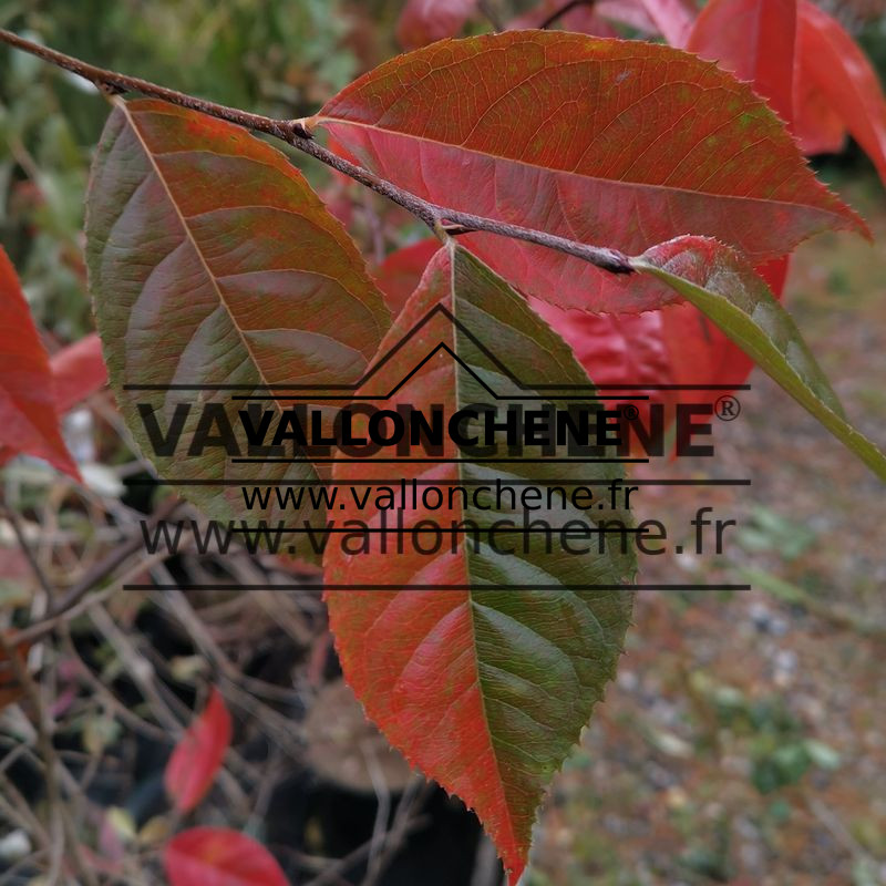 feuillage rouge-vert en automne du PHOTINIA beauverdiana var. notabilis