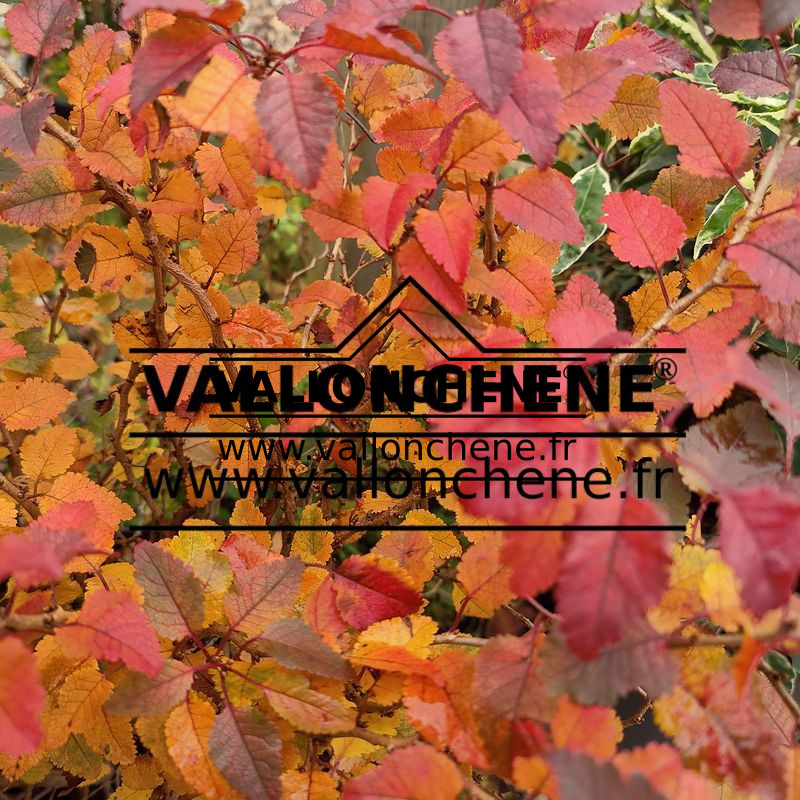 Feuillage avec ses couleurs d'automne de PRUNUS incisa 'Kojo-no-mai'