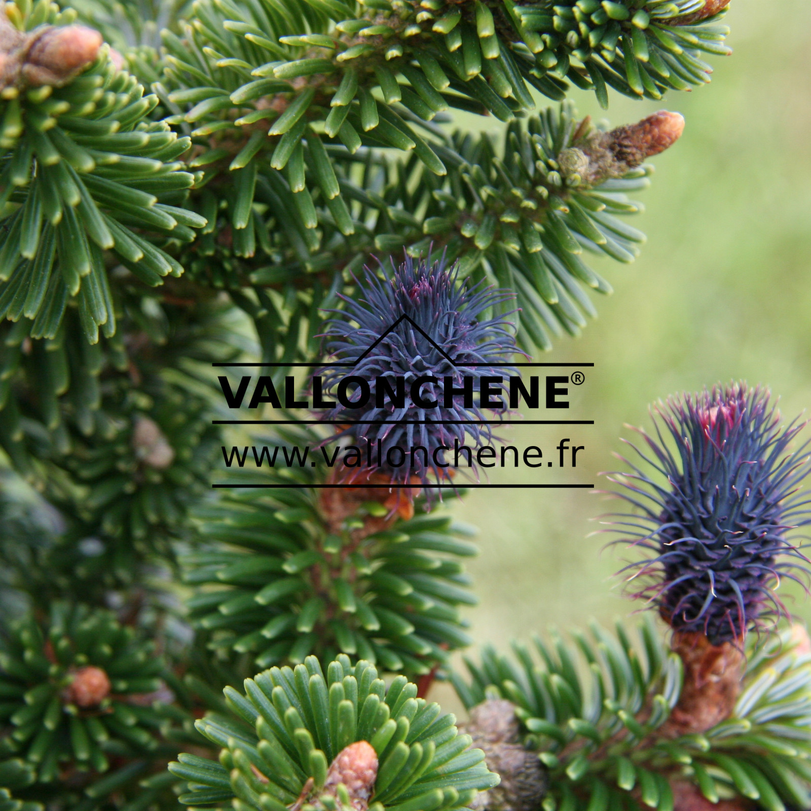 ABIES delavayi ‚Buchanan‘ en Mai