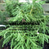 Feuillage vert du CRYPTOMERIA japonica 'Spiralis'
