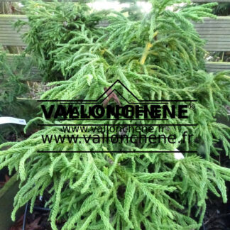 Feuillage vert du CRYPTOMERIA japonica 'Spiralis'