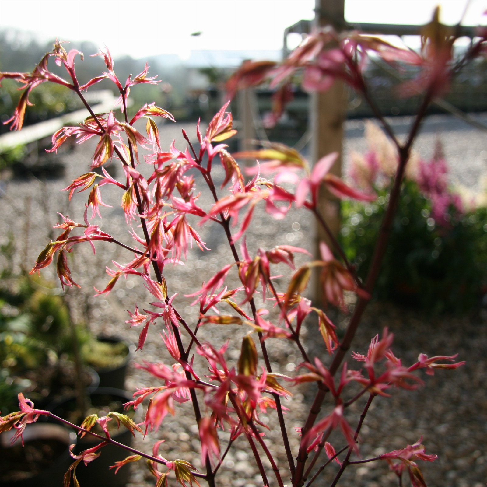 ACER palmatum ‘Oridono Nishiki’ en Avril