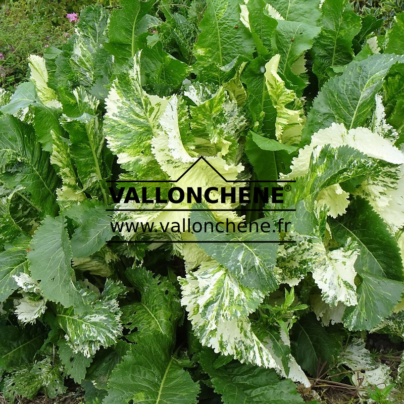 ARMORACIA rusticana 'Variegata'