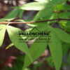 ACER palmatum 'Osakazuki' en Avril