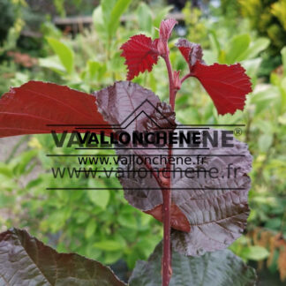 CORYLUS colurna 'Te Terrared' (noisetier de Byzance rouge, coudrier de Byzance rouge)