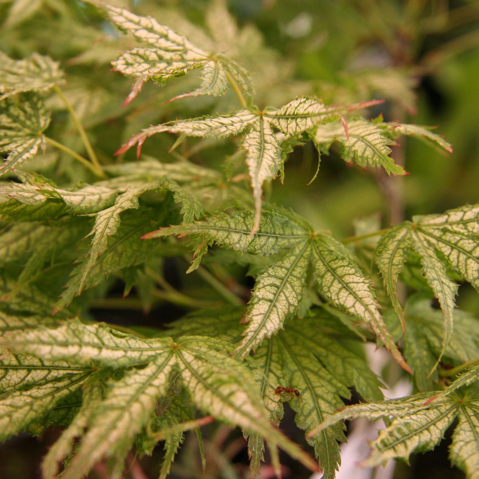 ACER palmatum ‘Peaches and Cream’ en Juin