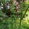 CRYPTOMERIA japonica ‘Rasen’ (cèdre du Japon, cryptomère du Japon) CRYPTOMERIA japonica 'Rasen' (cèdre du Japon, cryptomère du Japon)