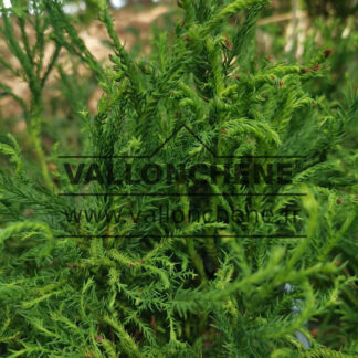 CRYPTOMERIA japonica 'Spiraliter Falcata'