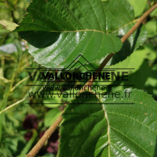 BETULA utilis 'Nepalese Orange'