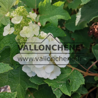 HYDRANGEA quercifolia 'Ruby Slippers'