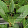 Viburnum nudum 'Brandywine' (Bulk)