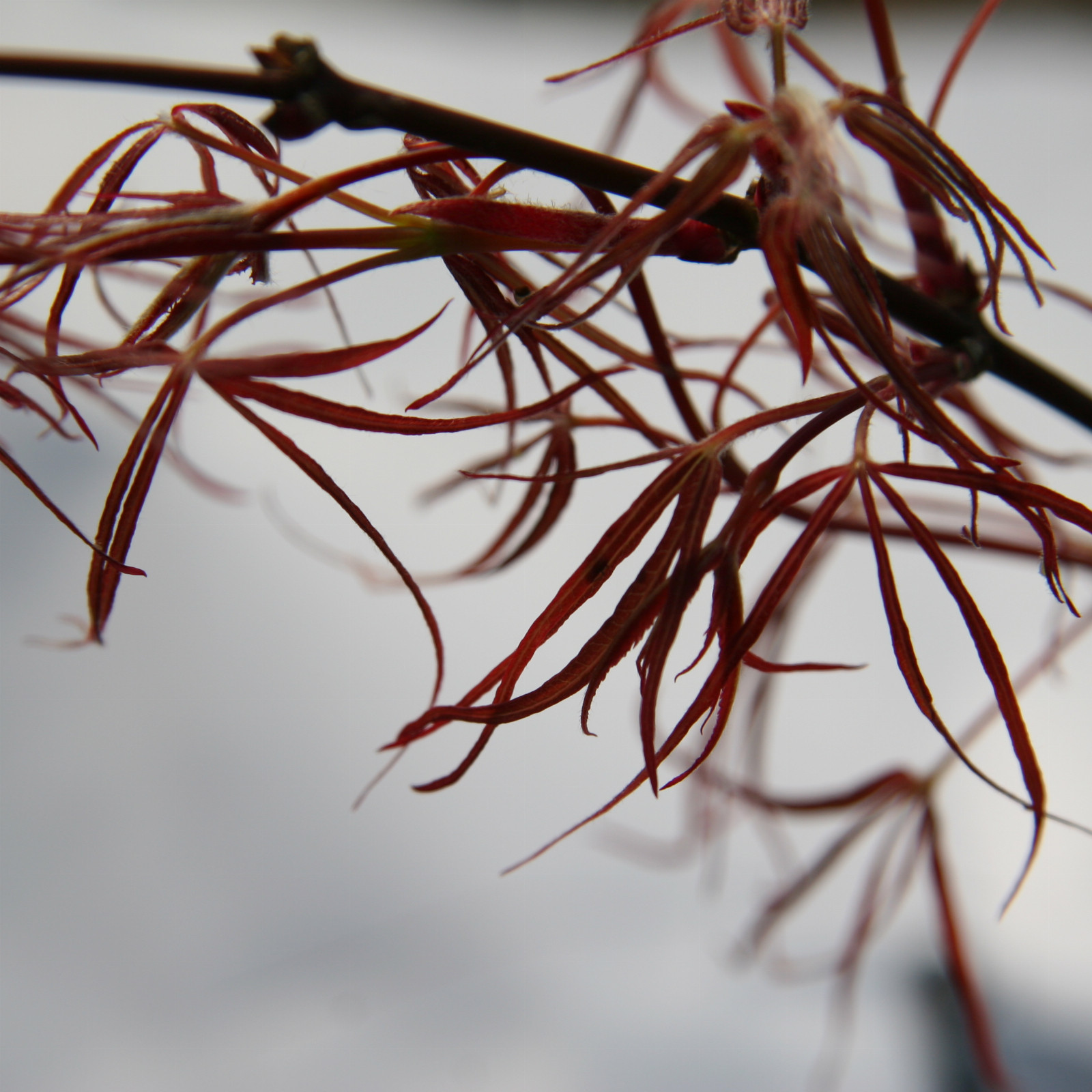 ACER palmatum ‚Red Cloud‘ en Mars