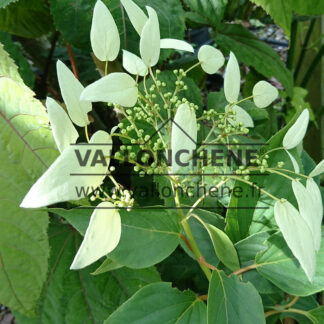 Fleurs blanches du SCHIZOPHRAGMA integrifolium