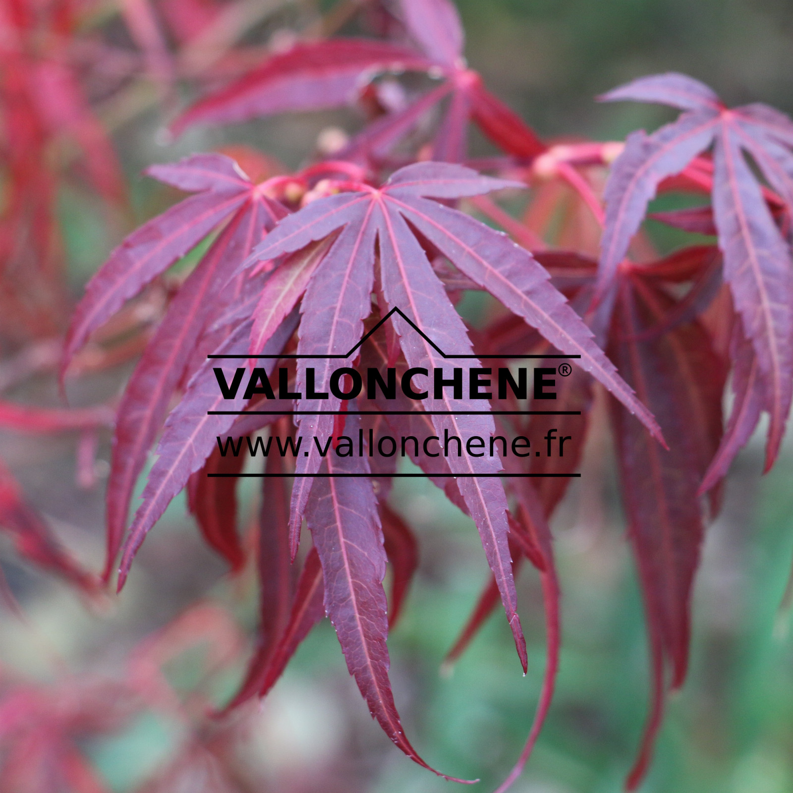 ACER palmatum ‚Red Cloud‘ en Octobre