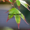 ACER palmatum ‘Saku’ en Avril