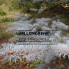 Feuillage bleu du PICEA pungens ‚Edith‘