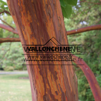 ARBUTUS x andrachnoides (hybrid strawberry-tree)