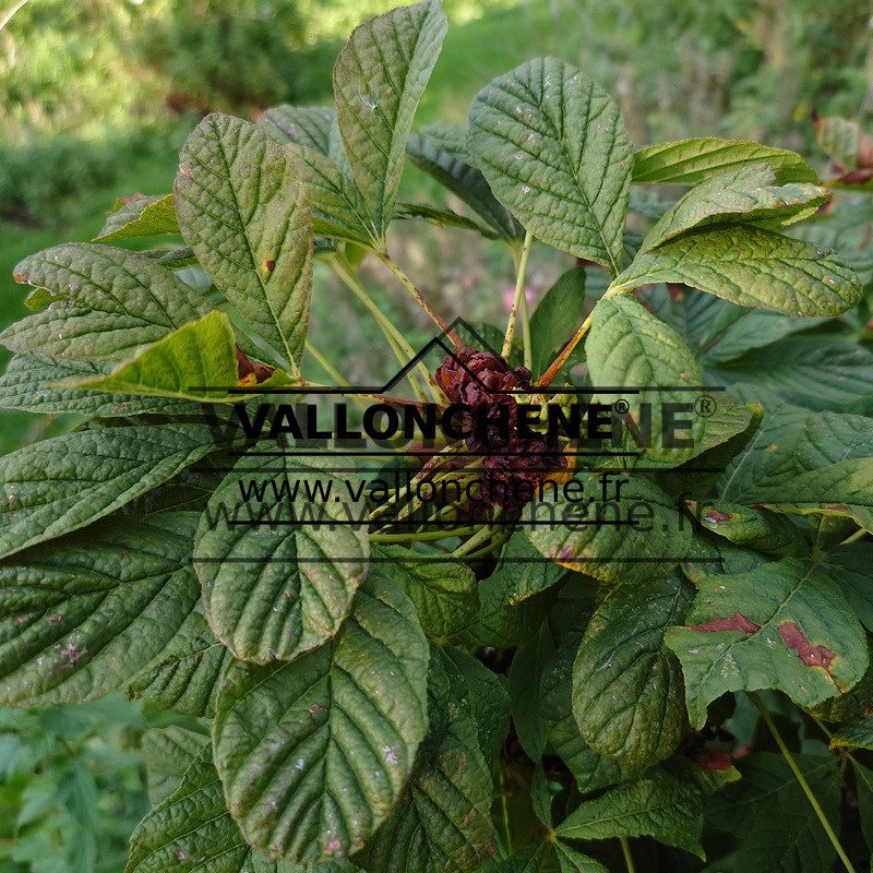 Feuillage en fin d’été et bourgeon de l’AESCULUS hippocastanum ‚Monstrosa‘