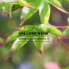 ACER palmatum ‘Saku’ en Avril