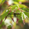 ACER palmatum ‘Saku’ en Avril
