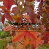 Feuillage automnal du LIQUIDAMBAR styraciflua ‘Schock’s Gold’ avec des couleurs flamboyantes Feuillage automnal du LIQUIDAMBAR styraciflua ‘Schock’s Gold’ avec des couleurs flamboyantes