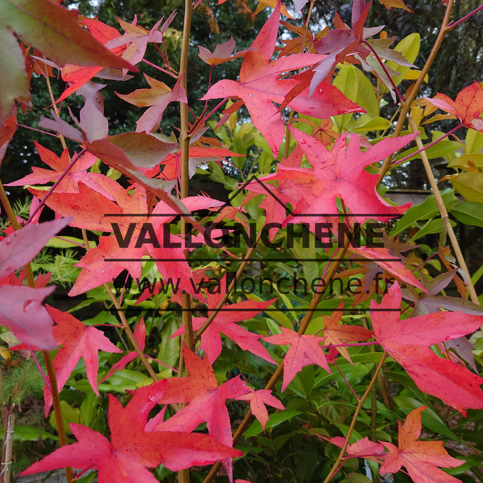 Feuillage automnal flamboyant du LIQUIDAMBAR styraciflua ‘Worplesdon’