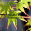 ACER palmatum ‘Saku’ en Avril