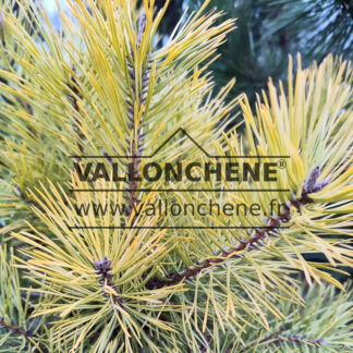 PINUS sylvestris 'Anny's Wintersun' (pin sylvestre jaune)