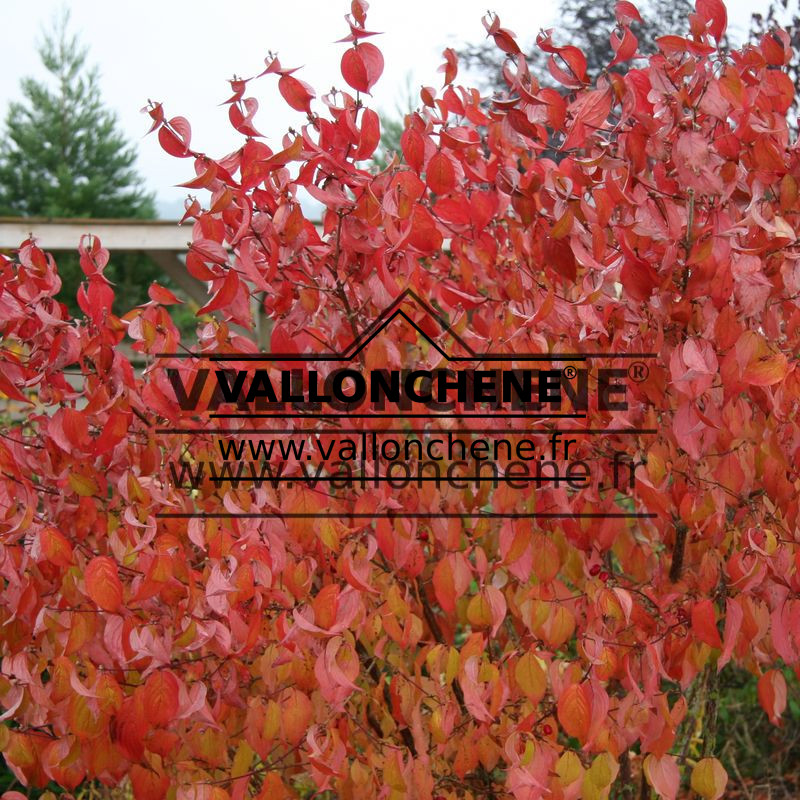 CORNUS officinalis avec son feuillage flamboyant en autuomne