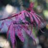 ACER palmatum ‘Shaina’ en Septembre