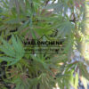 ACER palmatum 'Sherwood Flame' en Avril