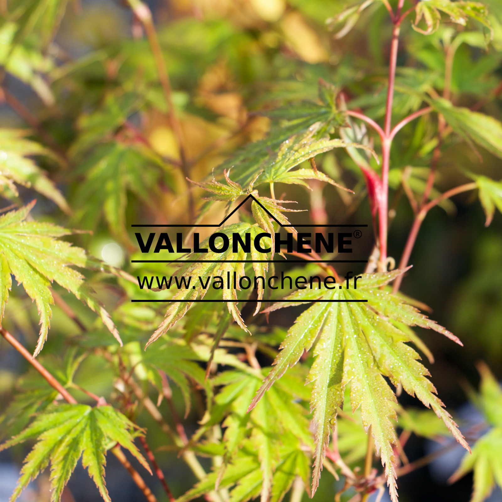 ACER palmatum ‘Shigarami’ en Avril