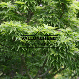 Feuillage printanier de l'ACER palmatum 'Shishigashira'