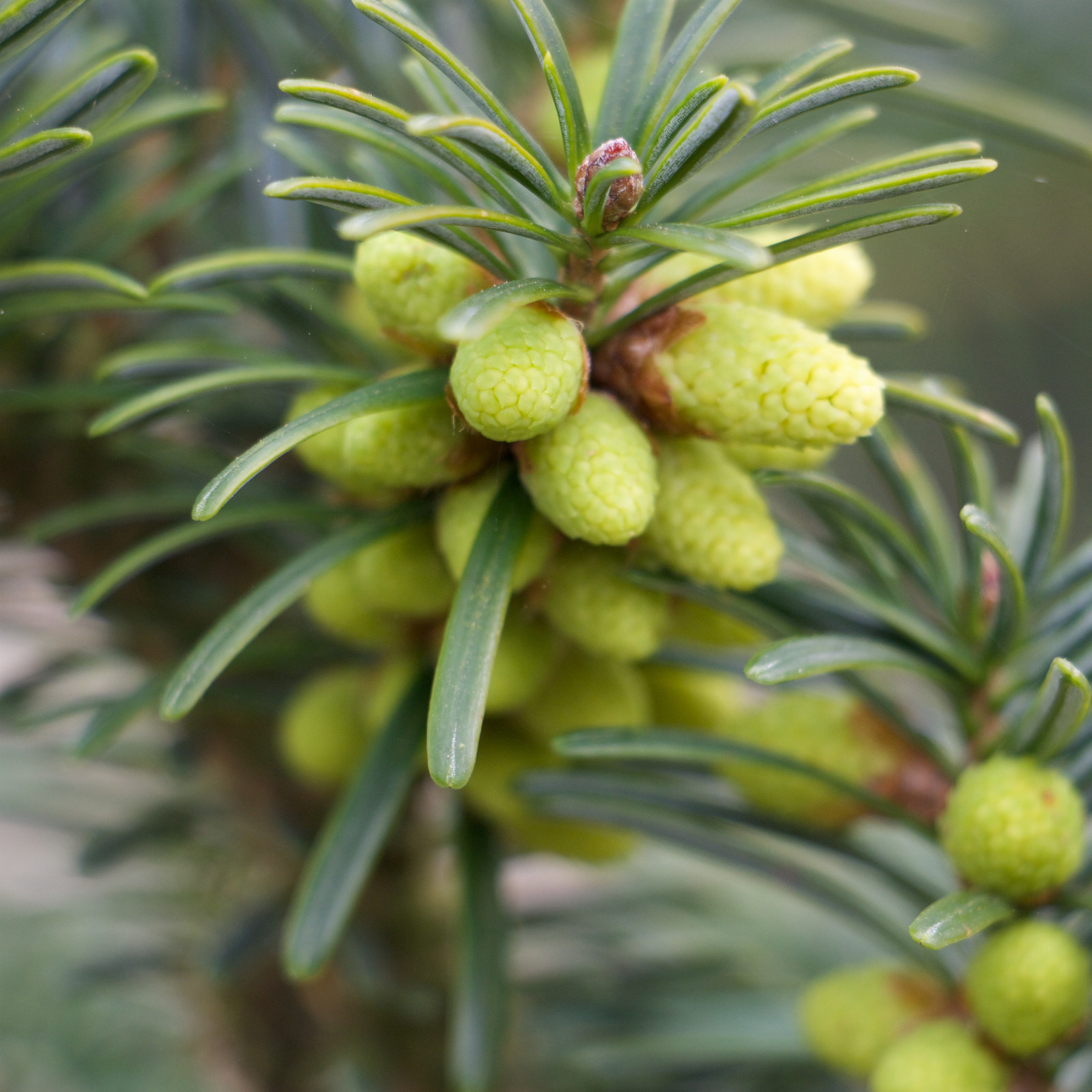 ABIES firma 'Bedgebury' en Mars