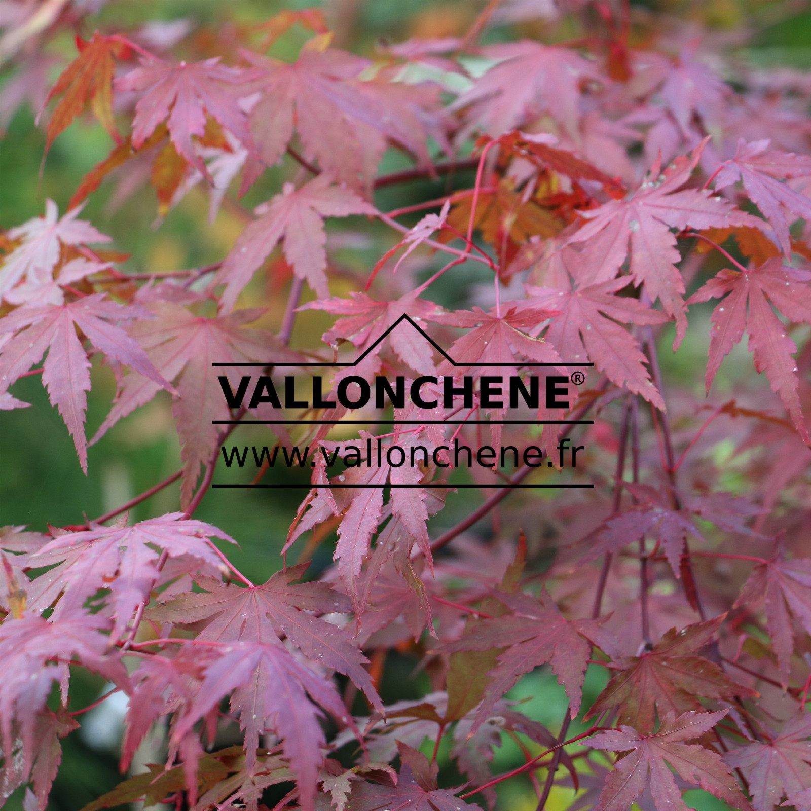 ACER palmatum 'Sode Nishiki' en Octobre