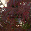 ACER palmatum ‚Trompenburg‘ en Avril