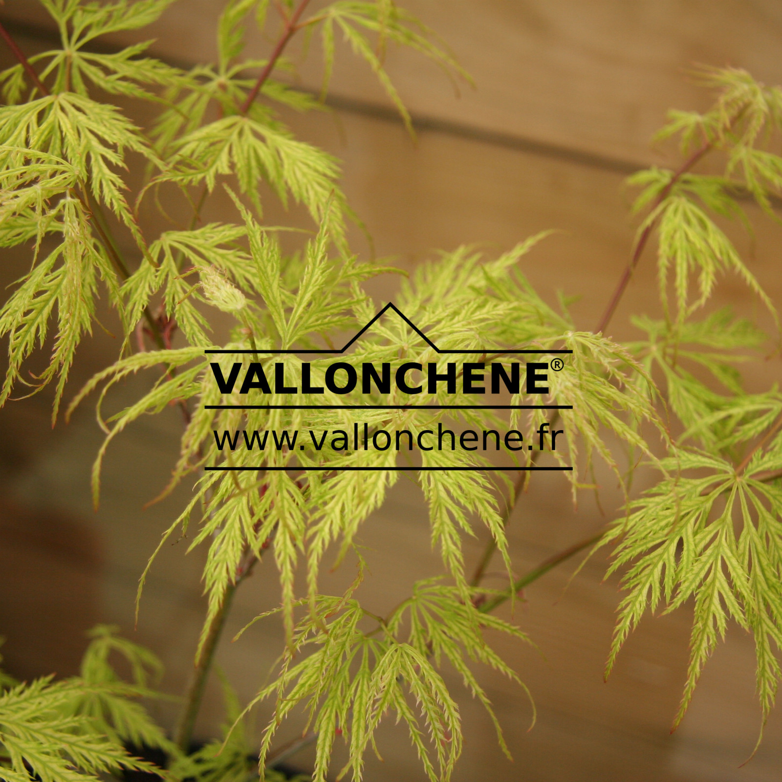 ACER palmatum var. dissectum ‘Suisei’ en Avril