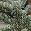 ABIES fraseri 'Blue Bonnett' en Novembre