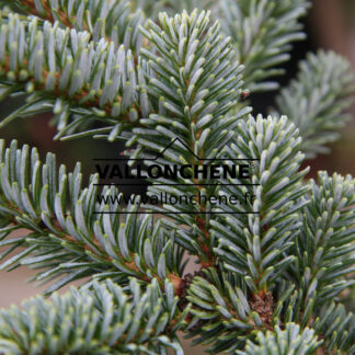 ABIES fraseri 'Blue Bonnett' en Novembre