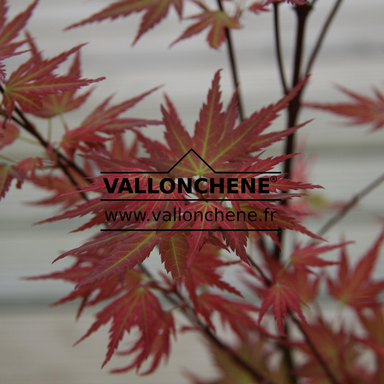 ACER palmatum ‘Wilson’s Pink Dwarf’ en Avril